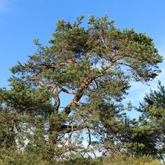 База отдыха Soul Camp, Лахденпохский район, Республика Карелия