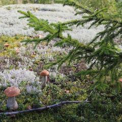 База отдыха Soul Camp, Лахденпохский район, Республика Карелия