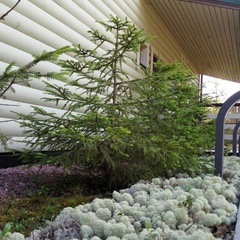 Гостевой дом Хвойный, Петрозаводск, Республика Карелия