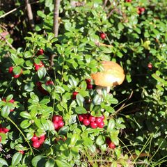 База отдыха Soul Camp, Лахденпохский район, Республика Карелия