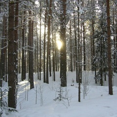 Гостевой дом Хвойный, Петрозаводск, Республика Карелия
