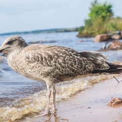 Гостиница Тихая гавань, Псковский район, Псковская область