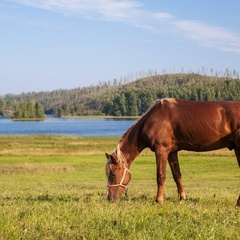 База отдыха Микли-Ольгино, Лахденпохский район, Республика Карелия