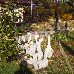 Загородный отель Villa Vitele, Олонецкий район, Республика Карелия