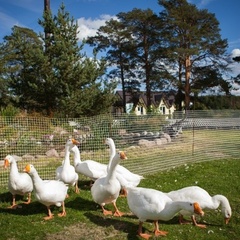 Загородный отель Villa Vitele, Олонецкий район, Республика Карелия