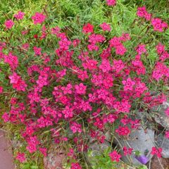 Гостевой дом Тамара, Суоярвский район, Республика Карелия