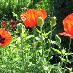 Гостевой дом Шуезерский приют, Беломорский район, Республика Карелия