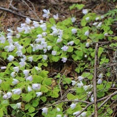 Рыболовная база На Онежском озере, Прионежский район, Республика Карелия