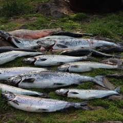 Рыболовная база На Онежском озере, Прионежский район, Республика Карелия