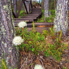 База отдыха Травяная, Кандалакшский район, Мурманская область