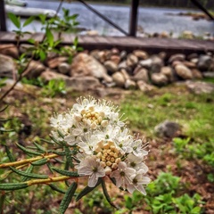 База отдыха Травяная, Кандалакшский район, Мурманская область