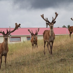 Охотничье хозяйство Экомир, Жарковский район, Тверская область