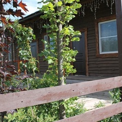 Гостевой дом Рыжий лис, Суздальский район, Владимирская область