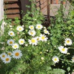 Гостевой дом Рыжий лис, Суздальский район, Владимирская область