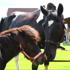 Гостевой дом Брыкин Бор, Спасский район, Рязанская область