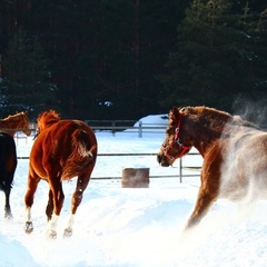 Гостевой дом Брыкин Бор, Спасский район, Рязанская область