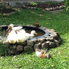 Гостиница Павловское подворье, Суздальский район, Владимирская область