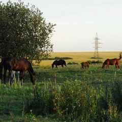 Туристическая база  База отдыха «Бояринцево» , Михайловский район, Рязанская область