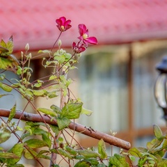 База отдыха Муромская усадьба, Муром, Владимирская область