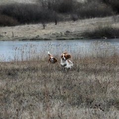 Туристическая база  База отдыха «Бояринцево» , Михайловский район, Рязанская область