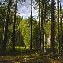 База отдыха Край леса, Рязань, Рязанская область