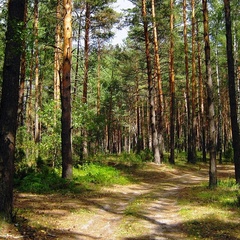 База отдыха Край леса, Рязань, Рязанская область