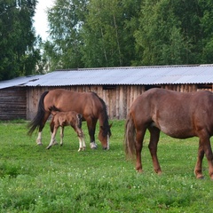 База отдыха Добрый Яр, Перемышльский район, Калужская область