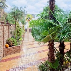 Мини-отель Дельфин, Сочи, Краснодарский край