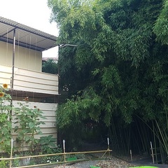 База отдыха Бамбук Хутор, Сочи, Краснодарский край