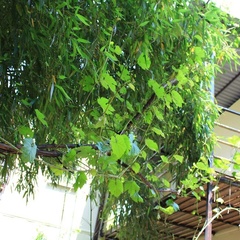 База отдыха Бамбук Хутор, Сочи, Краснодарский край