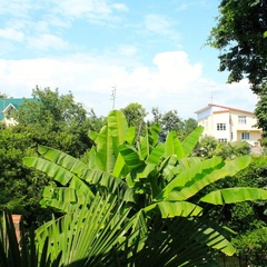 База отдыха Бамбук Хутор, Сочи, Краснодарский край