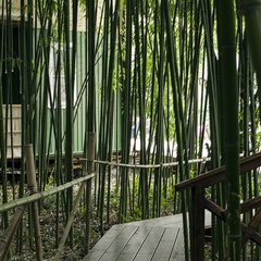 База отдыха Бамбук Хутор, Сочи, Краснодарский край