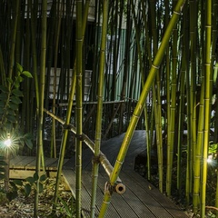 База отдыха Бамбук Хутор, Сочи, Краснодарский край