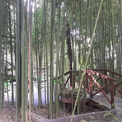 База отдыха Бамбук Хутор, Сочи, Краснодарский край