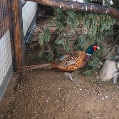 База отдыха Хутор «Салокюля», Лахденпохский район, Республика Карелия