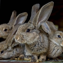 База отдыха Хутор «Салокюля», Лахденпохский район, Республика Карелия