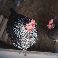 База отдыха Хутор «Салокюля», Лахденпохский район, Республика Карелия