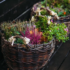 База отдыха Хутор «Салокюля», Лахденпохский район, Республика Карелия