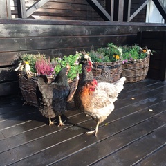 База отдыха Хутор «Салокюля», Лахденпохский район, Республика Карелия