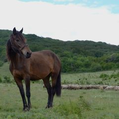 Конно-туристическая база Ход конем, Белогорский район, Крым