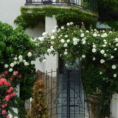 Вилла Villa Rosa, Севастополь, Крым