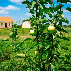 Рыболовная база Наша Фазенда, Камызякский район, Астраханская область
