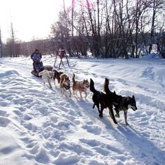 База отдыха Дивные хаски, Дивногорск, Красноярский край