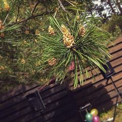 База отдыха Пыхта, Емельяновский район, Красноярский край