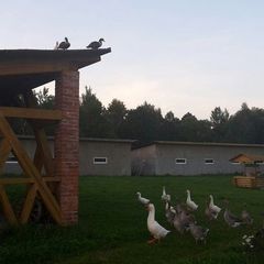 Дом отдыха Дейма-Парк, Полесский район, Калининградская область