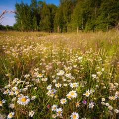 Гостевой дом У леса, Кирилловский район, Вологодская область