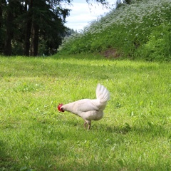 Усадьба Ларса Сонка, Лахденпохский район, Республика Карелия