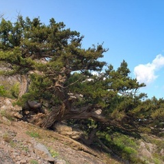 Гостевой дом Карина SV, Судак, Крым