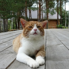 База отдыха  База отдыха «Белозерье» , Клепиковский район, Рязанская область