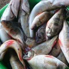 Рыболовная база ФишБаза, Ахтубинский район, Астраханская область